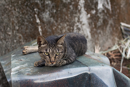 猫躺在墙上街道条纹小憩猫科动物生活场景动物小猫荒野猫咪图片