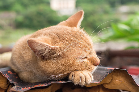 猫在屋顶上休息街道生活哺乳动物荒野睡眠毛皮猴童宠物小憩猫咪图片