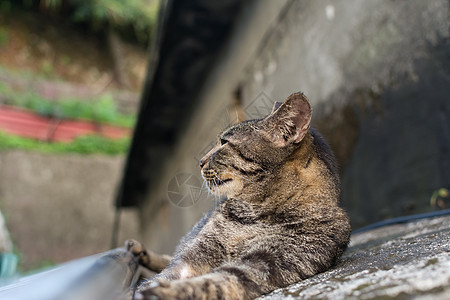 猫趴在地上街道流浪猫科动物睡眠条纹动物小猫生活毛皮哺乳动物图片