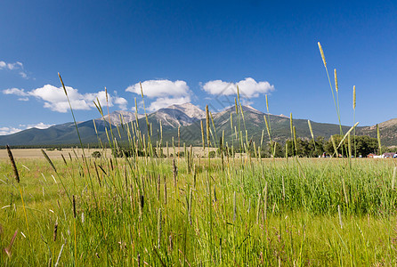 普林斯顿山的农场和草地山脉风景场地土地牧场农田环境干草森林乡村图片