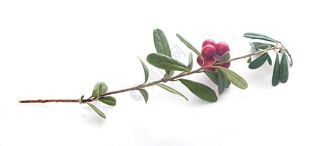 椰莓树叶植物浆果红色绿色植物群图片