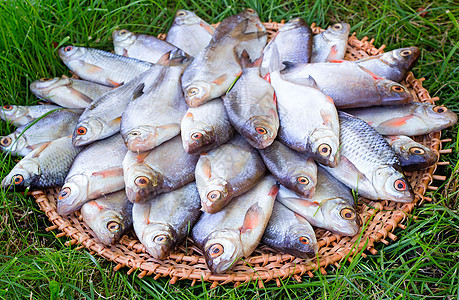 河流鱼和圆盘上的绿菜食物爱好动物烹饪产物季节鲤鱼图片