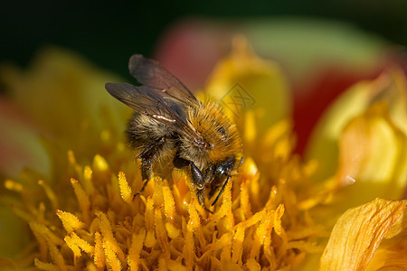 黄花和红花的叶子蜜蜂水平雏菊蜂巢昆虫花蜜收集蜂蜜黄色花粉宏观图片