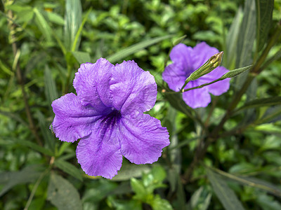 露丽娅图贝罗莎花朵公园植物叶子绿色花园植物群热带图片