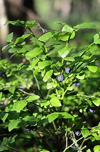 蓝莓植物蓝色浆果森林树叶水果绿色图片