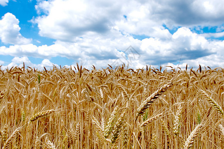 蓝色天空多云的小麦田金子收成植物农场农业太阳阳光稻草乡村国家图片