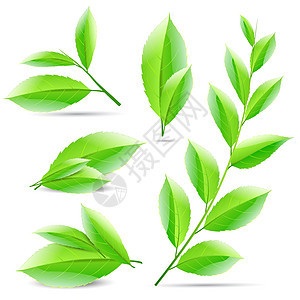 一组绿茶叶树叶拼图的矢量说明图片