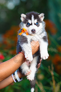 西伯利亚哈斯基小狗白色婴儿犬类蓝色毛皮动物黑色眼睛图片