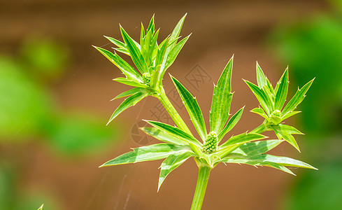 香菜花图片