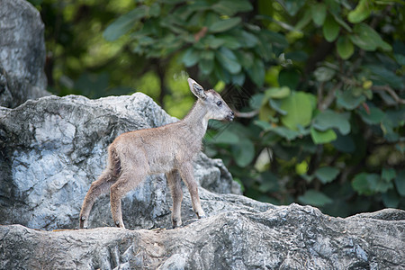 年轻高人站在岩石上森林灰色危害动物栖息地石头悬崖荒野毛皮哺乳动物图片