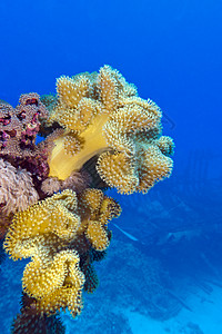 热带海底深处的多彩珊瑚礁娱乐潜水员阳光水族馆石珊瑚气泡海上生活动物海洋盐水图片