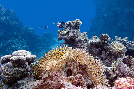 热带海底有硬珊瑚和火灾珊瑚的珊瑚礁水族馆运动海洋生物海景潜水盐水娱乐野生动物海床蓝色图片