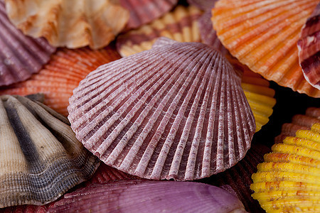 在黑色背景上收集各种彩色贝壳的集成情调海星动物异国海岸海滨骨骼水族馆多样性环境图片