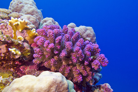 热带海底有粉红皮罗波拉珊瑚的珊瑚礁水族馆潜水海洋生物紫色海洋蓝色野生动物动物阳光海床图片