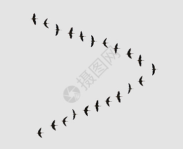 鸟群中的鸟群飞行蓝色编队白色团体迁移水禽航班荒野天空图片