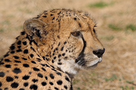 猎豹荒野动物群动物沙漠捕食者哺乳动物野生动物图片