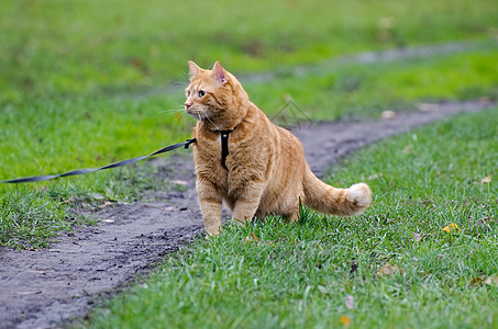 红猫在背面沿人行道走的一条皮带上行走图片