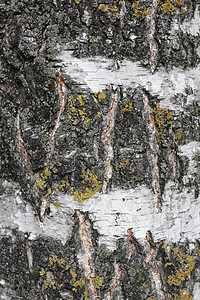 树木笼口 伯赫河的十字路口木头桦木灰色苔藓生长框架阳光季节森林环境图片