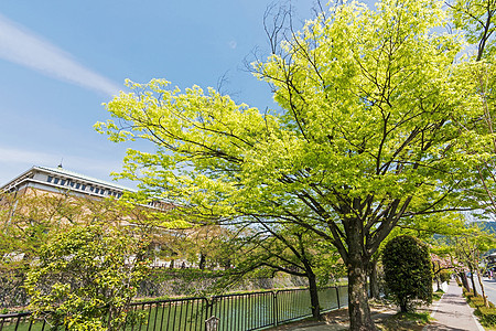 翡翠绿樱桃树风景艺术公园植物群踪迹旅行人行道季节树木小路背景图片