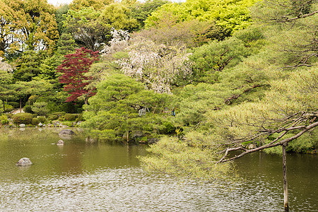 日本花园的风景 与松子文化花园岩石植物旅行寺庙宗教公园花朵松树图片