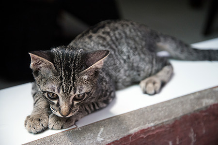 可爱的泰国小猫咪坐在旁边棕色白色婴儿爪子哺乳动物猫科动物宠物地面红色小猫图片