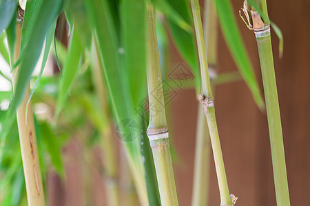 新的绿叶 以对抗阴云碧丽的蓝色天空多叶绿色植物树叶植被绿色叶子风景羽状植物植物群图片