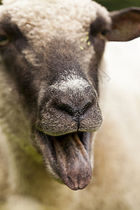 山羊在夏草牧场里羊肉哺乳动物家畜农场内存成人动物剪短生产草食性图片