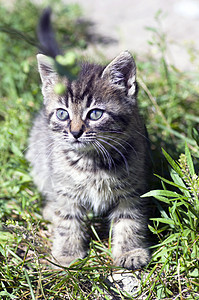 小猫咪在说谎的顶部视图胡须毛皮哺乳动物条纹羊毛动物猫咪球衣小猫套衫图片