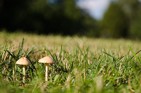 年轻的小蘑菇图片