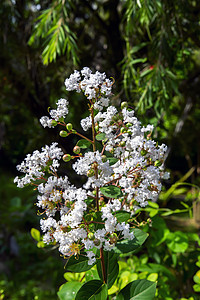 拉格热血病 Speciosa 白图片