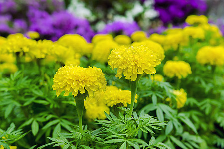 多彩色万寿菊植物黄色黄花树叶图片
