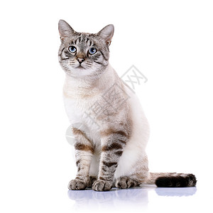 带条色蓝眼猫猫科晶须乐趣哺乳动物友谊脊椎动物食肉好奇心耳朵爪子图片
