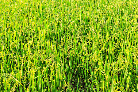 大稻田天空植物学谷物农场花园农村植被树叶植物外观图片