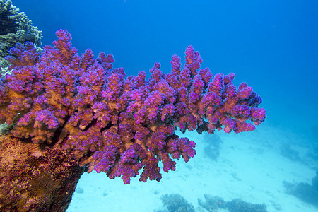 热带海底有粉红皮罗波拉珊瑚的珊瑚礁气泡水族馆海洋生物海洋蓝色鹿角野生动物海上生活阳光潜水图片