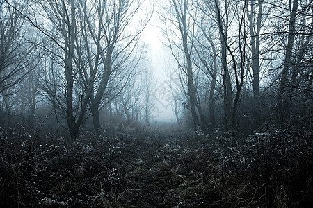 福吉冬季森林冷冻薄雾阴霾小路环境天气雾凇冻结树木图片