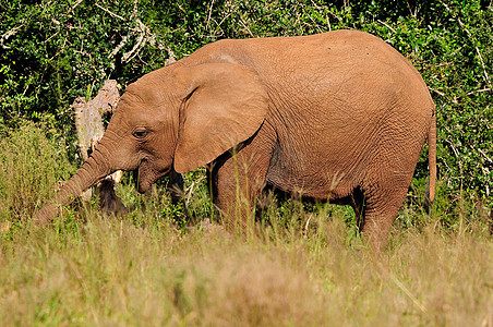 青年大象 南非阿多大象国家公园图片