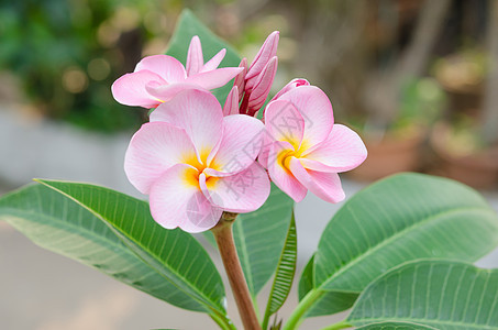 粉红花花花瓣叶子植物群绿色白色热带鸡蛋花植物黄色花园图片