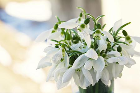 可爱的雪花花 柔软的焦点生活植被宏观季节花冠花园花瓣微光灯泡火花图片