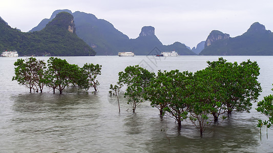 树天空岩石海景热带石灰石悬崖图片