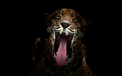 黑暗中的美洲豹豹子哺乳动物黄色猎人野生动物濒危危险聚光灯毛皮黑色食肉背景图片