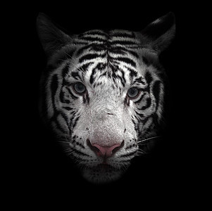 白孟加拉虎脸哺乳动物动物园老虎濒危丛林情调猫科动物异国捕食者野生动物图片