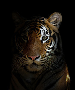 孟加拉虎头力量毛皮猫科食肉哺乳动物捕食者野生动物老虎黑色条纹图片