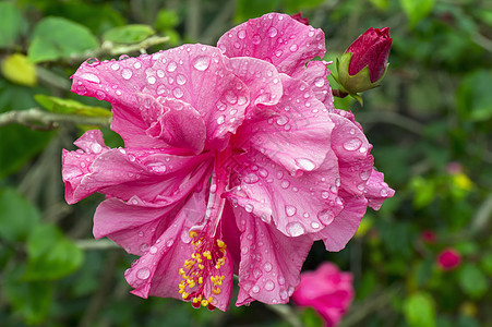 平克希比斯花和雨后巴德图片