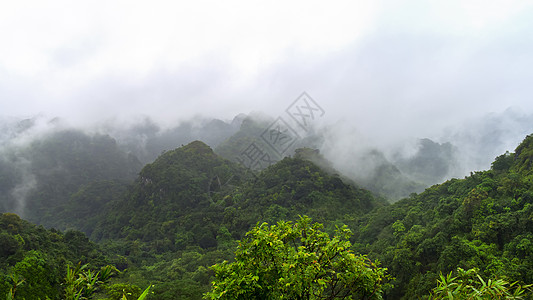 Cat Ba国家公园的峰值林地阴霾植物群丛林荒野全景国家薄雾植物森林图片