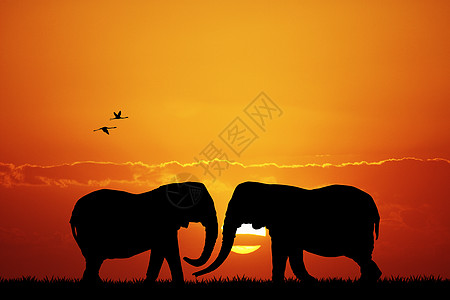 日落时的大象森林旅游丛林野生动物太阳插图旅行荒野图片