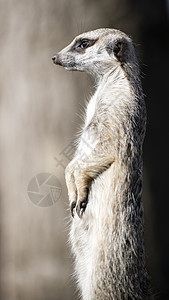 保卫领土 防守Meerkat幽默纳米布猫鼬监视野生动物灰色毛皮小动物警觉手势图片