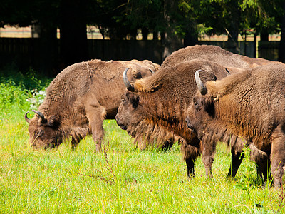 欧洲木牛群团体农场国家动物动物群毛皮喇叭牧场牛科红利背景图片