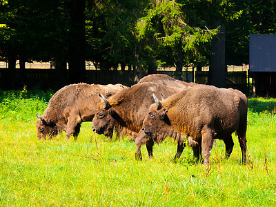 欧洲木牛群吸引力荒野野兔草地牧场牛科配种森林草原野生动物图片