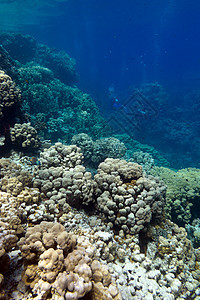 与硬珊瑚的珊瑚礁在热带海底荒野潜水员海洋生物冒险动物野生动物水族馆浮潜海景娱乐图片