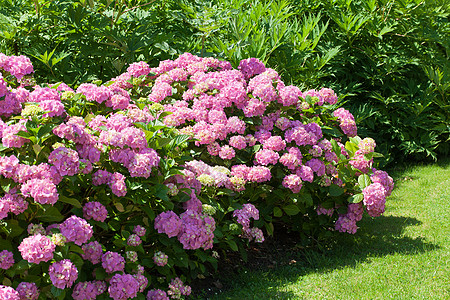 粉红色花朵的灌木 在花园中开花园艺植物风格生长温室绣球花花瓣宏观装饰植被图片